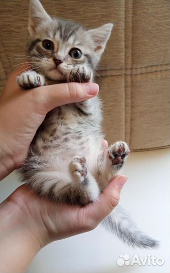 Шотландская кошечка