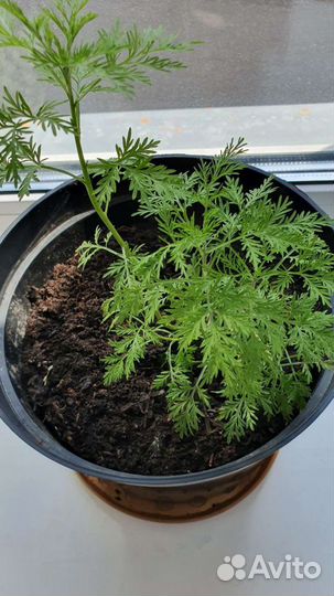 Божье дерево (декоративный кустарник, полынь)