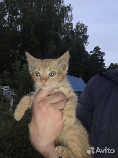 Котята в добрые руки бесплатно