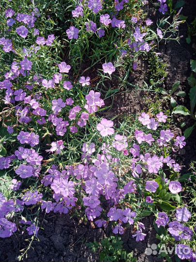 Гвоздика многолетняя