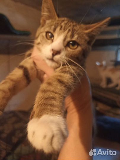 Котята ищут дом