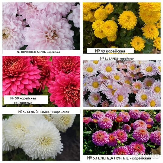 Хризантемы