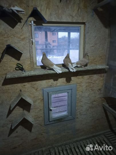 Ижевские голуби, пермяки желтые-4шт, красные-2шт