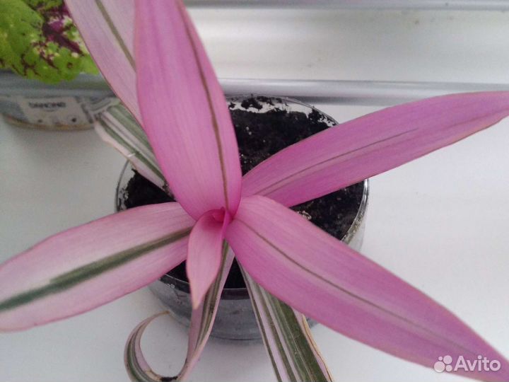 Комнатные растения номер 2