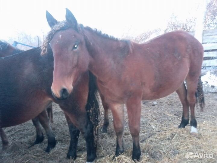 Конь лошадь