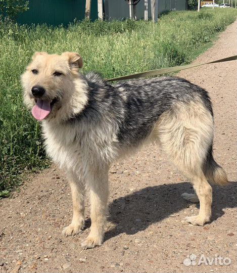 Собака в добрые руки