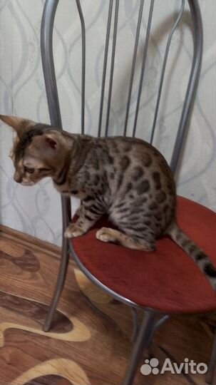 Бенгальская кошка