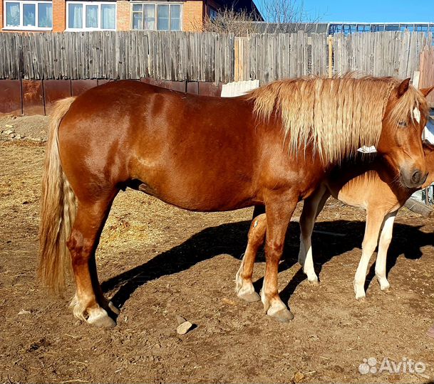 Продам кобылу