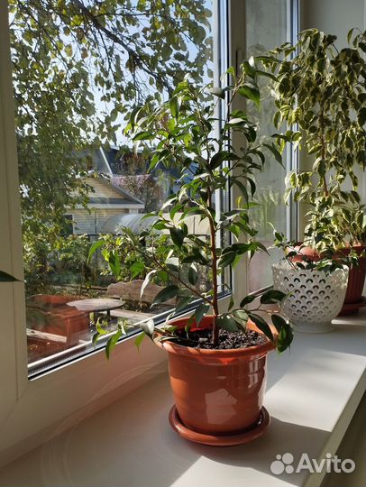 Фикусы разные