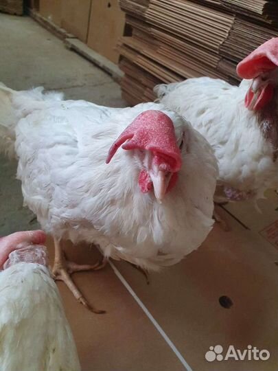 Куры несушки оптом и розница