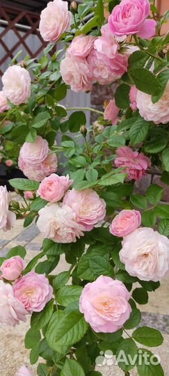 Роза Букет парфе