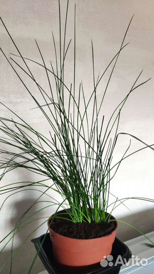 Джункус Пенсил Грасс