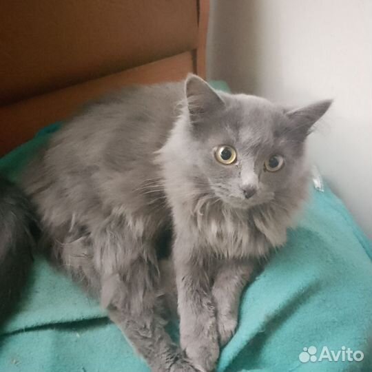 Кошки