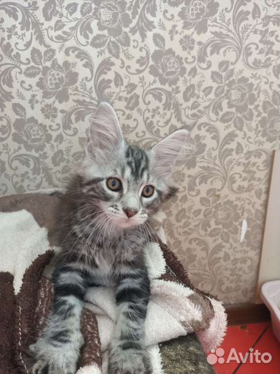 Котята мейн-кун