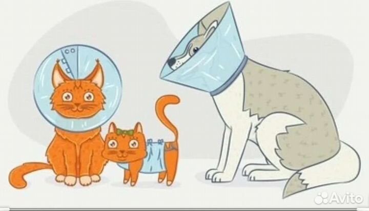 Вакцинация. Кастрация. Стерилизация передержка