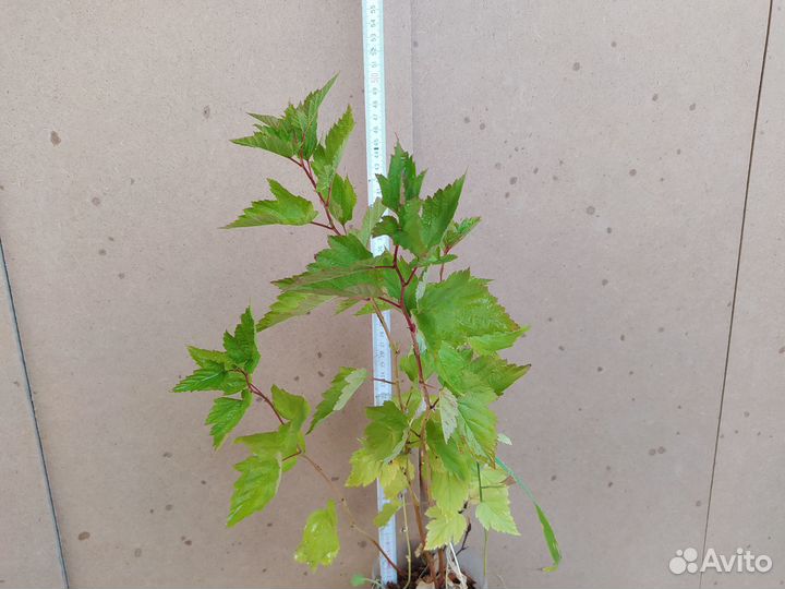 Пузыреплодник Калинолистный. Саженцы зкс