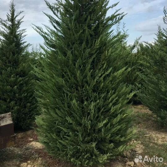 Купрессоципарис Лейланда,Можжевельник Олд Голд.туя