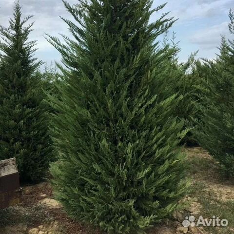 Купрессоципарис Лейланда,Можжевельник Олд Голд.туя