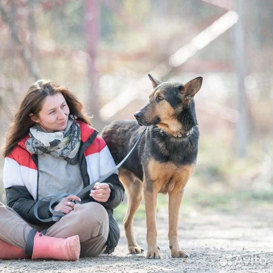 Овчарка в добрые руки
