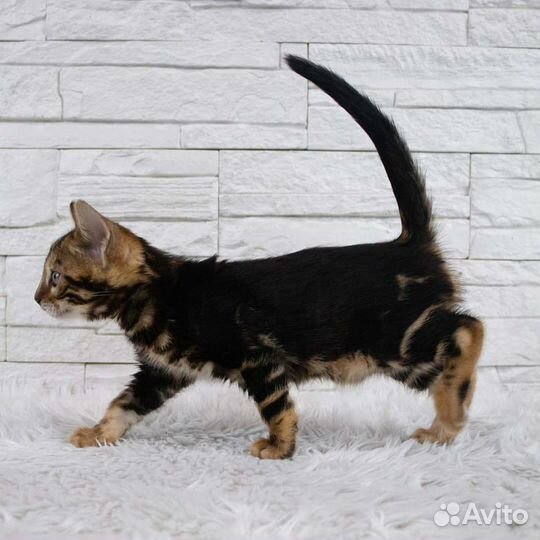 Бенгальский котенок мраморный окрас