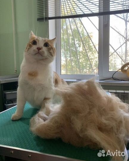 Груминг,грумер (стрижка кошек и собак)