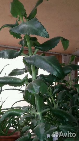 Алоэ каланхое