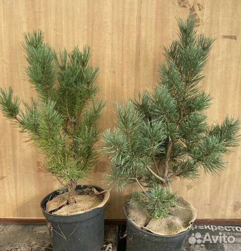 Саженцы сосны
