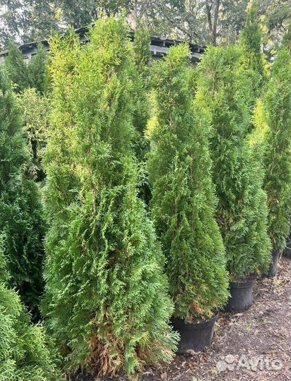 Туя Смарагд