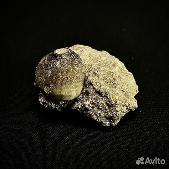 Зуб Мозазавра окаменелость ископаемый