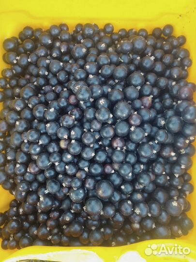 Черная смородина - саженцы