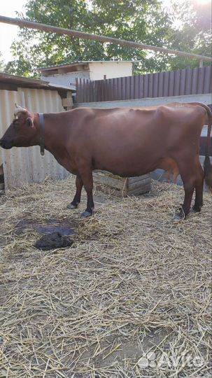Коровы дойные молочные