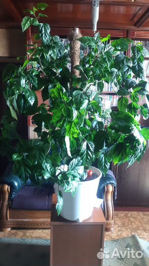 Гибискус (китайская домашняя розовая роза)