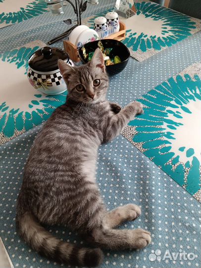 Котик в добрые руки