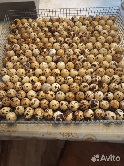 Инкубационное яйцо перепелиное