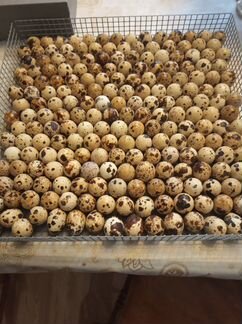 Инкубационное яйцо перепелиное