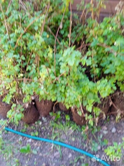 Малина Туламин