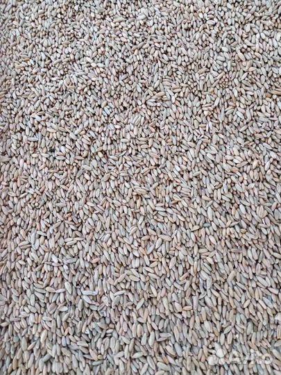 Зерно рожь