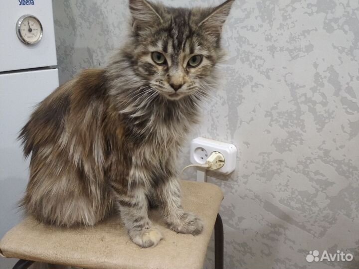 Котята мейн-кун