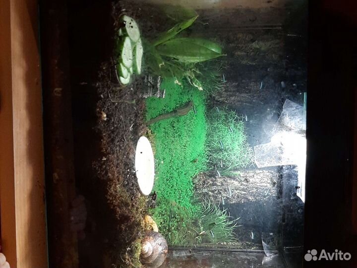 Улитки Ахатины