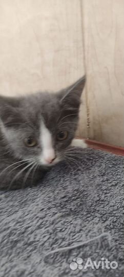 Котенок мальчик