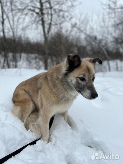 Собака в дом из приюта