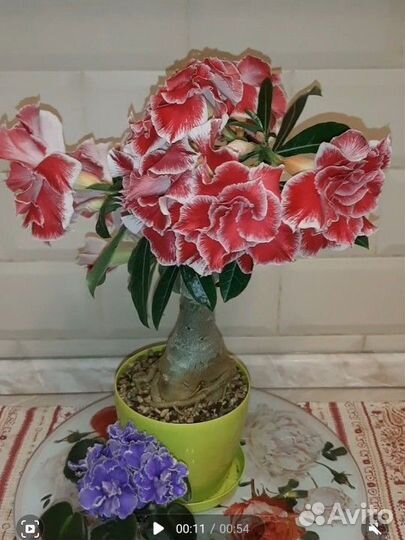 Адениум разные сорта