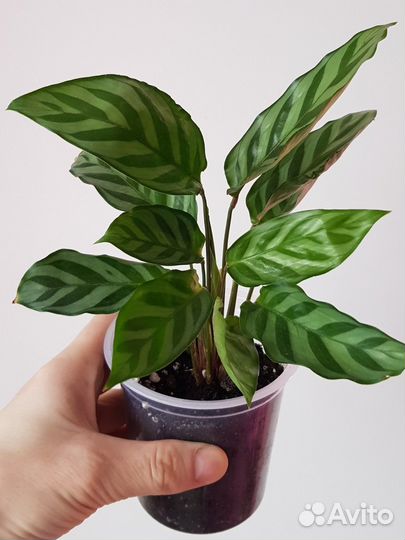 Филодендрон, сингониум и др