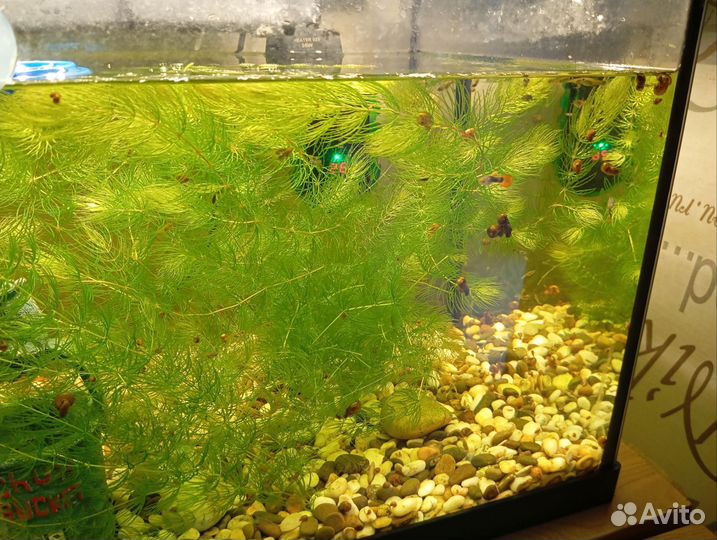 Рыбки гуппи