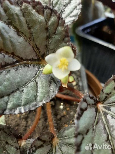 Бегония декоративно лиственная