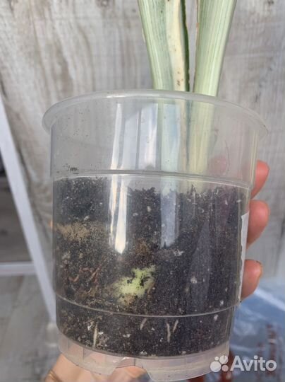 Сансевиерия аубрутиана драгон, металлика