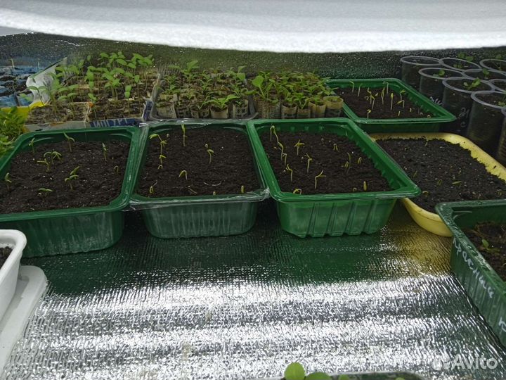 Крепкая рассада