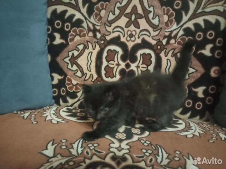 Кошка в дар бесплатно