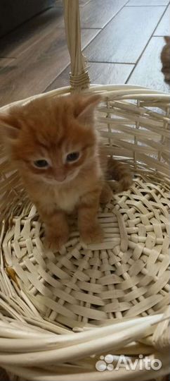 Котята в добрые руки бесплатно