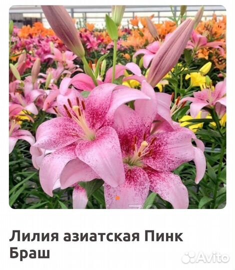 Лилии гиганты